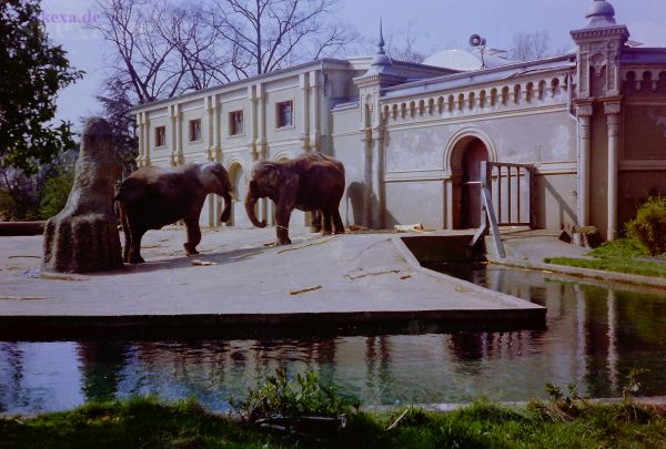 PIC_0224-koelner-zoo-elefanten
1995 ?
