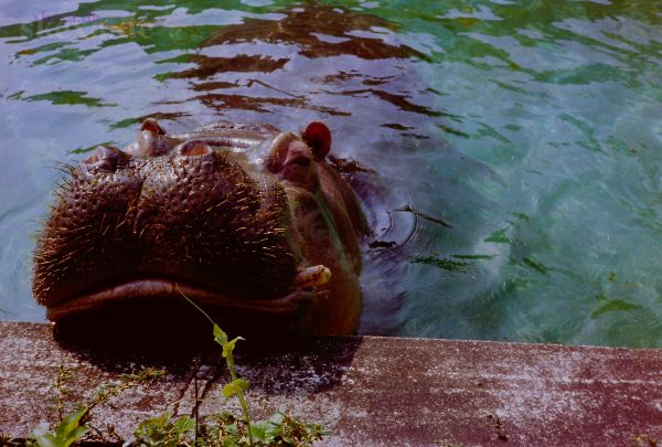 Flusspferd Churchill im Kölner Zoo
Das Foto habe ich ca. 1991/2 im Kölner Zoo aufgenommen. Wie es wirklich heisst ist mir unbekannt
Schlüsselwörter: Flusspferd