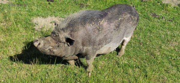 Hängebauchschwein (Schwesterschwein von Hildegard aus Kärnten)
Schlüsselwörter: Möhnesee