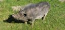 Moehnesee_20200624171141_HLH-Haengebauchschwein.jpg