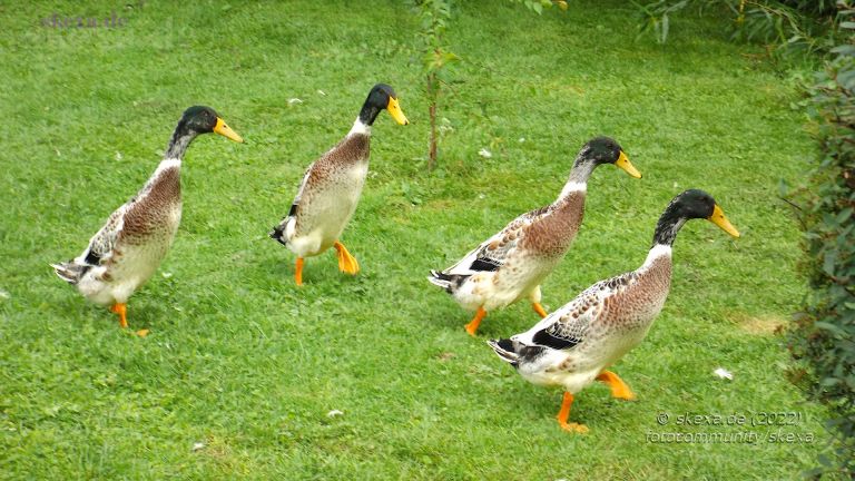 Laufenten-Patrouille 
 Die vier "patrouillierenden" Laufenten erinnern mich irgendwie auch an die vier Musketiere.

Im Prinzip leben sie am Aufnahmeort in einem privaten Haus in Kärnten bis zum natürlichen Tod in Freiheit, haben aber trotzdem ihren Schlafstall, den sie mit einigen Hühnern und manchmal auch Gänsen teilen.

[ 2014_DSCF0037_austria_4-laufenten-auf-patrouille ]
Schlüsselwörter: kärnten, 2014, laufenten