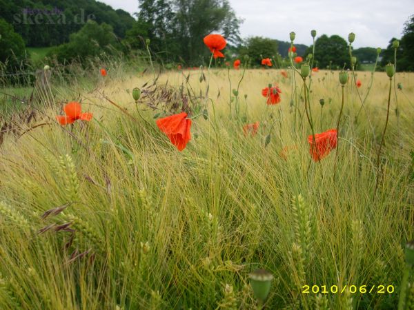 Mohn am Siebengebirge
2010 [DSCI0037] Lauterbachtal
