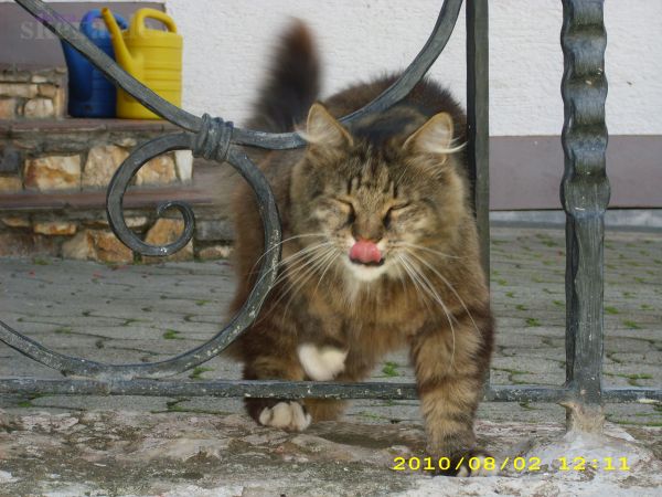 Austria - Kärnten - Rasputin/Baby/Tiger 
2010 [DSCI0093] Der Kater war einfach toll, er hat auf alle 3 Namen gehört, ging mit uns spazieren und machte "Purzelbäumchen"
