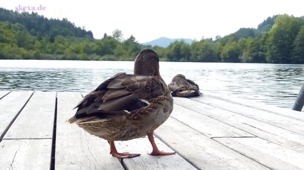 Austria - Kärnten - Enten auf Bade-Ruhesteg am Rauschelesee
2019
