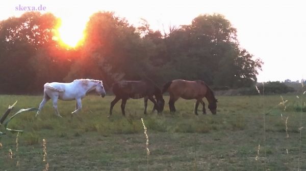 Troisdorf - Siegaue Sonnenuntergang mit Pferden
2018
